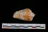 藏品(紅嬌鳳凰螺)的圖片